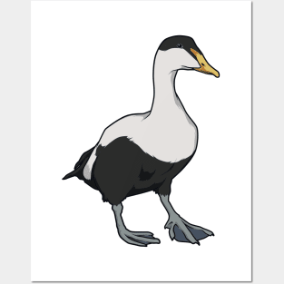 Drawing of a Common Eider Posters and Art